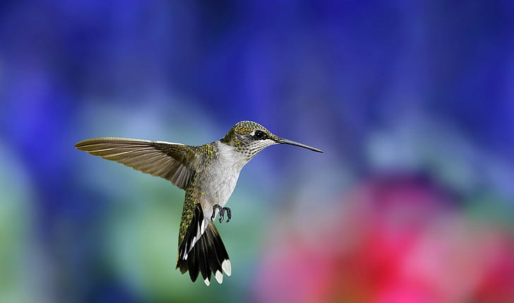 nature, animals, birds, hummingbirds, HD wallpaper