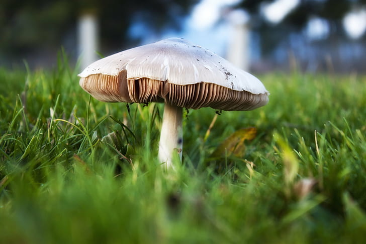 selective focus of mushroom, grass, bokeh, nature, φύση, Greece, HD wallpaper