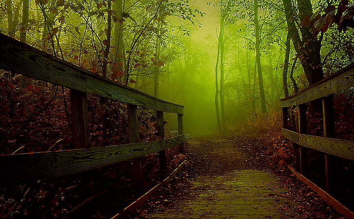 HD wallpaper: Forest Bridge, gray bridge, Seasons, Autumn, Beautiful, Trees  | Wallpaper Flare