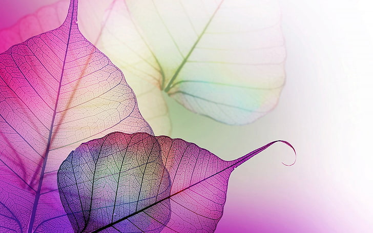 white and purple leaf digital wallpaper, leaves, mauve, transparent, HD wallpaper