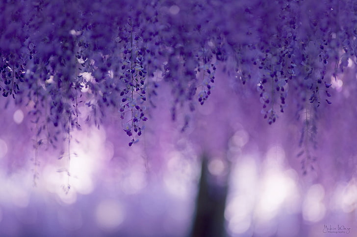 purple flowers in selective focus photography, macro, glare, blur