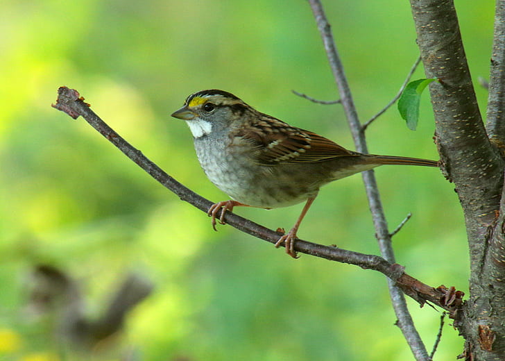 brown and green feather bird, white-throated sparrow, white-throated sparrow
