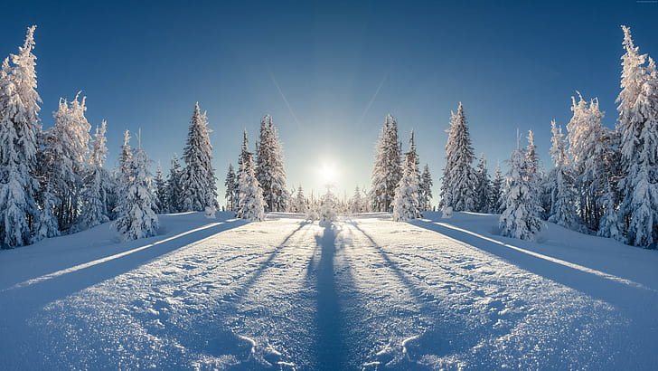 snow, 8k, tree, forest, winter, HD wallpaper