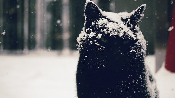 short-furred black cat, snow, snowdrops, animals, winter, cold temperature