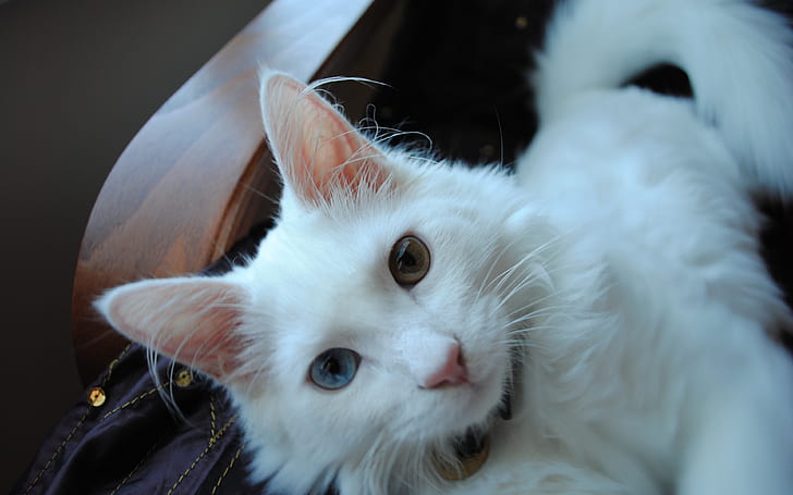 White Turkish Agora Cat with Odd Eyes, strange, beautiful, HD wallpaper