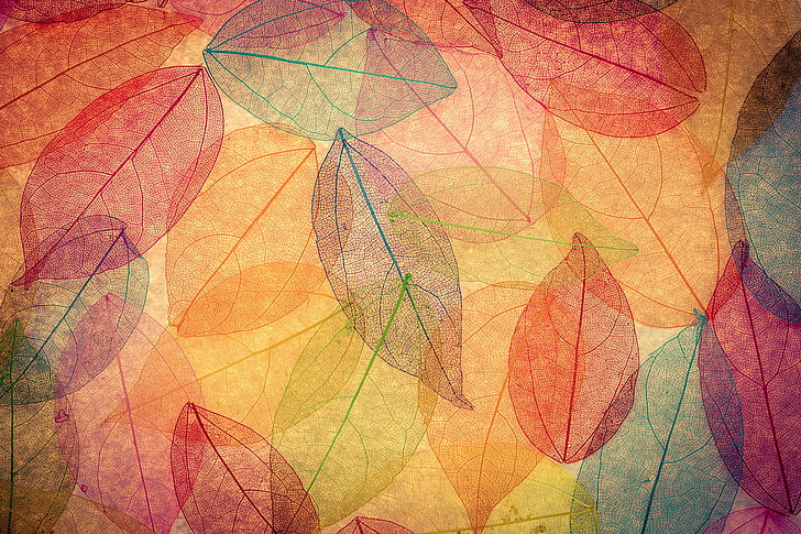 orange, red, and blue leaves print textile, background, colorful