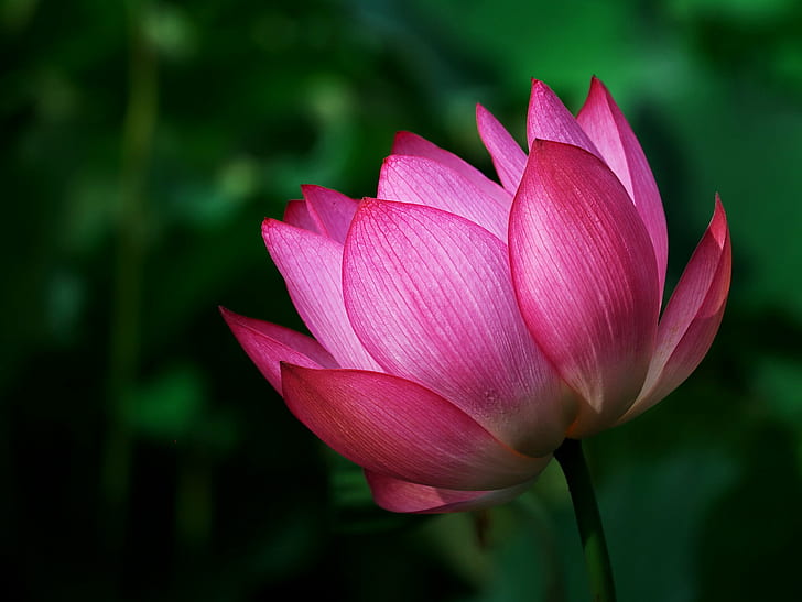 macro photography of pink Lotus, nature, plant, lotus Water Lily, HD wallpaper
