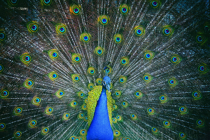 HD wallpaper: animal 4k pc desktop, peacock, bird, peacock feather, one  animal | Wallpaper Flare