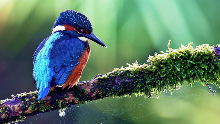 HD wallpaper: Nature Birds Kingfisher Pictures For Desktop | Wallpaper Flare