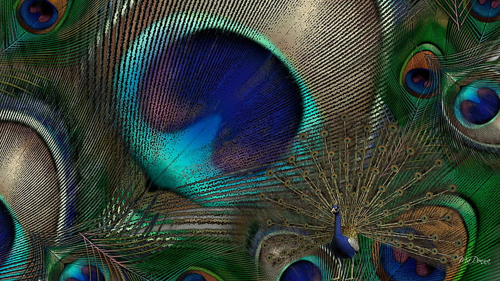 Peacock Feathers, pheasant, exotic, peafowl, bright, bird, beautiful, HD wallpaper