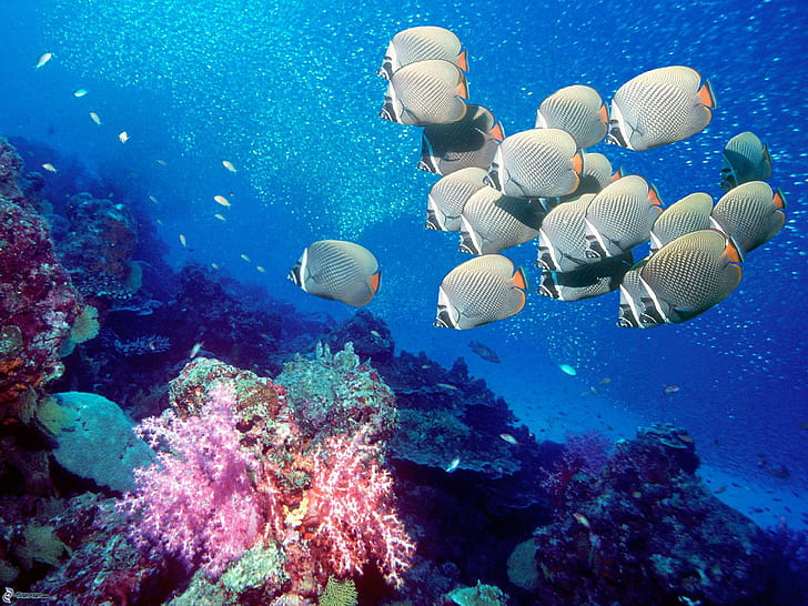 Ocean Sea Nature Underwater Tropical Reef Coral Desktop Photo, HD wallpaper