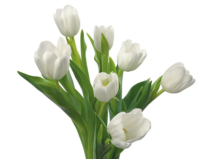 white tulip flowers, tulips, bouquet, spring, nature, springtime, HD wallpaper