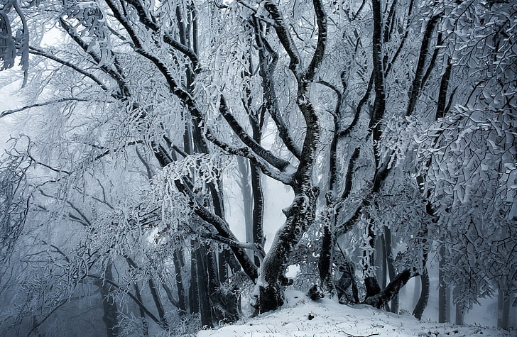 winter, ice, snow, trees, nature, cold temperature, plant, beauty in nature