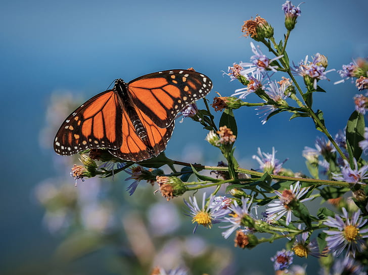 selective focus photography of monarch butterfly perched on white petaled flowers, caney fork, blue ridge parkway, asheville, north carolina, caney fork, blue ridge parkway, asheville, north carolina
