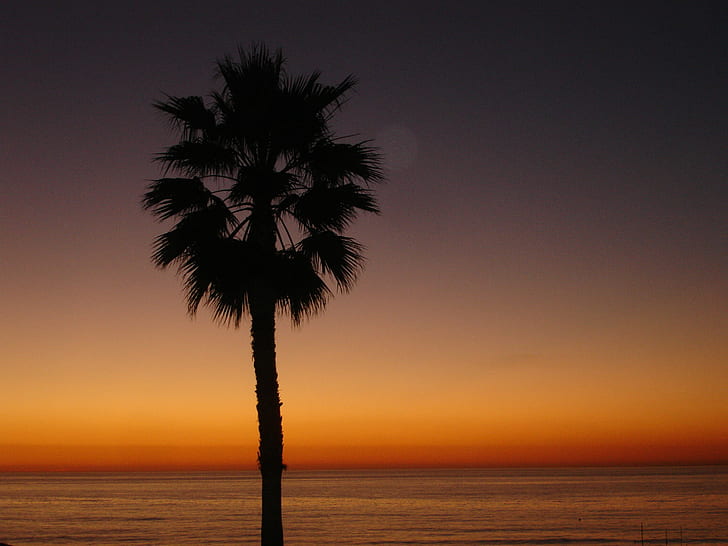 silhouette of palm tree during golden hour, sunset, orange, sea, HD wallpaper