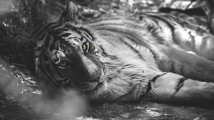 grayscale photo of tiger, selective coloring, animals, animal themes