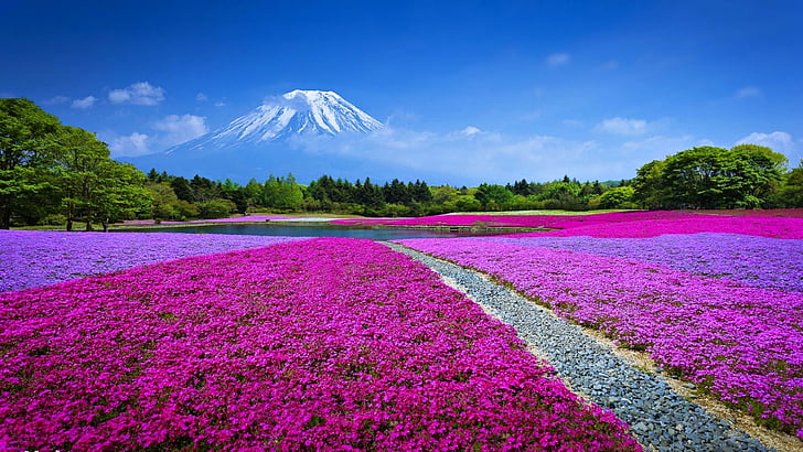 landscape, sky, clouds, meadow, grass, summer, flowers, mount fuji, HD wallpaper