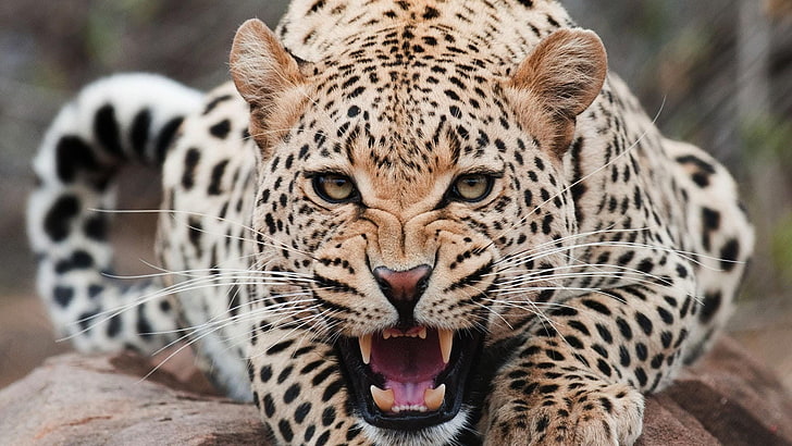 Jaguar, animals, leopard, teeth, big cats, feline, animal themes, HD wallpaper