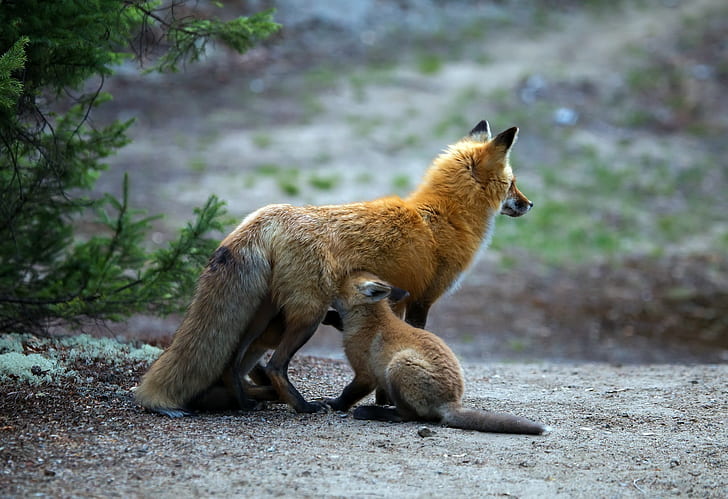 baby animals, fox