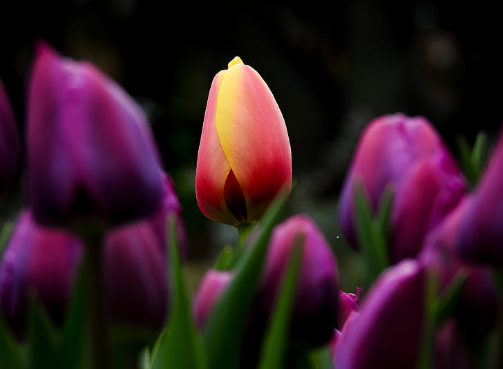 Tulips, 4K, HD wallpaper