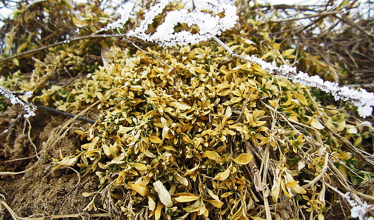 green leaf plants, Russia, winter, snow, flowers, yellow, ground