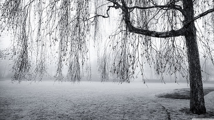 tree and snow field, photography, trees, frost, gray, mist, nature