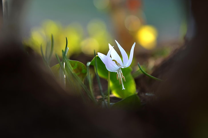 photography, macro, depth of field, flowers, white flowers