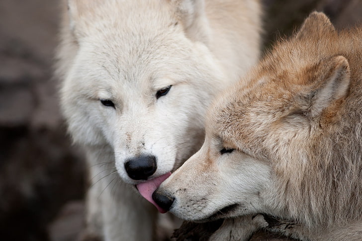two white and brown wolves, love, wolf, predators, kiss, pair, HD wallpaper