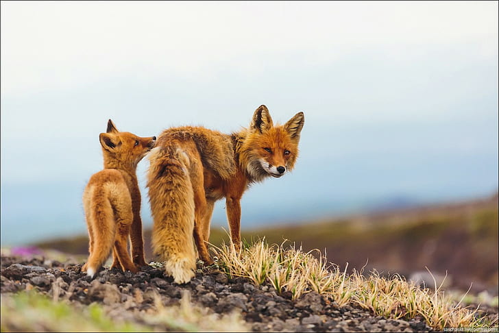 Kamchatka, fox, baby animals