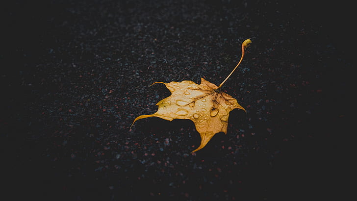 macro, fallen leaves, water drops, yellow, simple, HD wallpaper