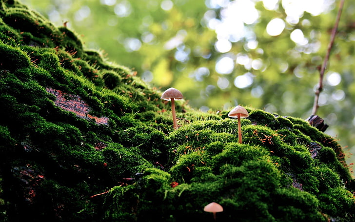 two pink mushtrooms, moss, forest, bokeh, macro, nature, mushroom