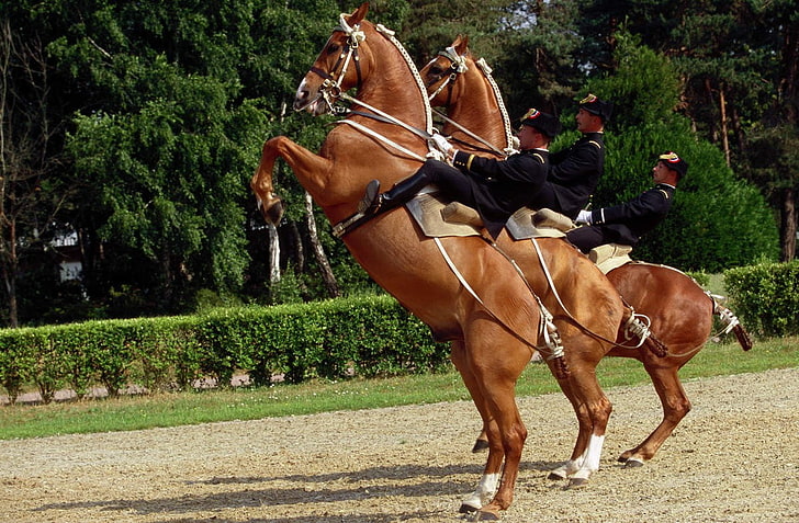 Equitation, Saumur, horse, horse riding, mammal, domestic, domestic animals, HD wallpaper