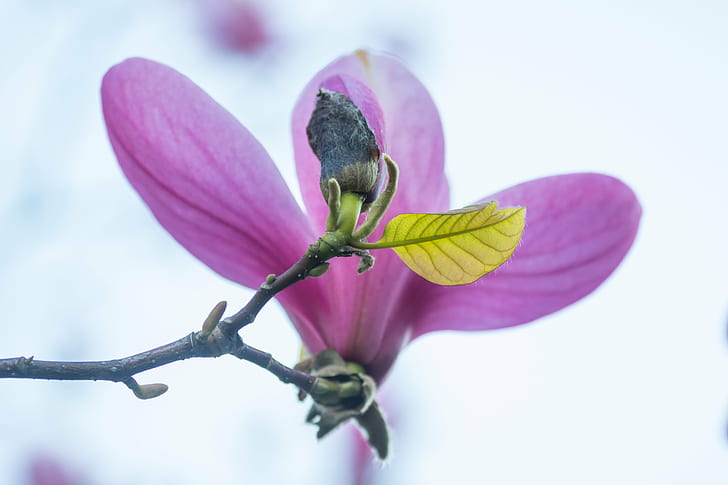 purple multi petaled flower shallow focus photography, magnolia, magnolia, HD wallpaper