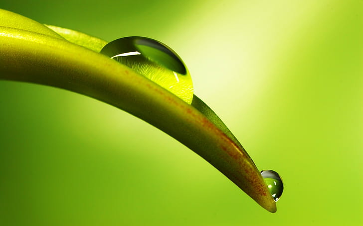 Leaf Water Drops Macro Green HD, green leafy plant, nature