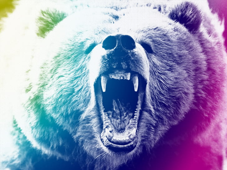 Bear Grizzly Bear HD, animals, HD wallpaper