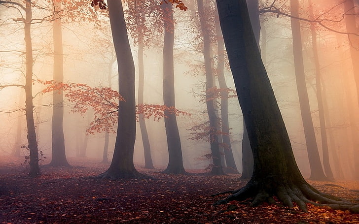 nature, landscape, forest, fall, mist, leaves, trees, daylight, HD wallpaper