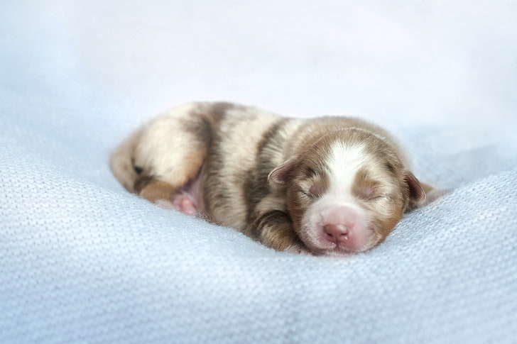 sleeping, puppies, baby animals, dog, closed eyes, domestic, HD wallpaper