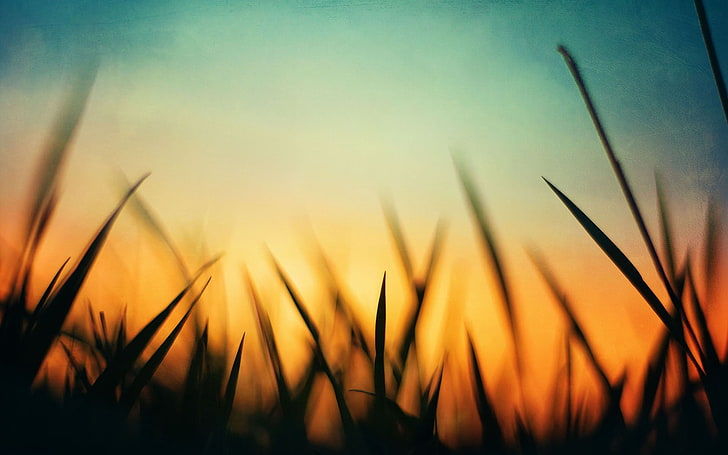 green grass, grass silhouette, nature, sunset, orange, blue, macro, HD wallpaper
