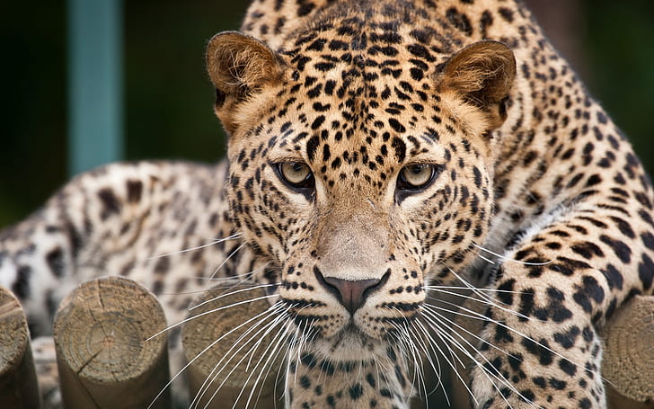 Leopard face close-up, eyes, HD wallpaper