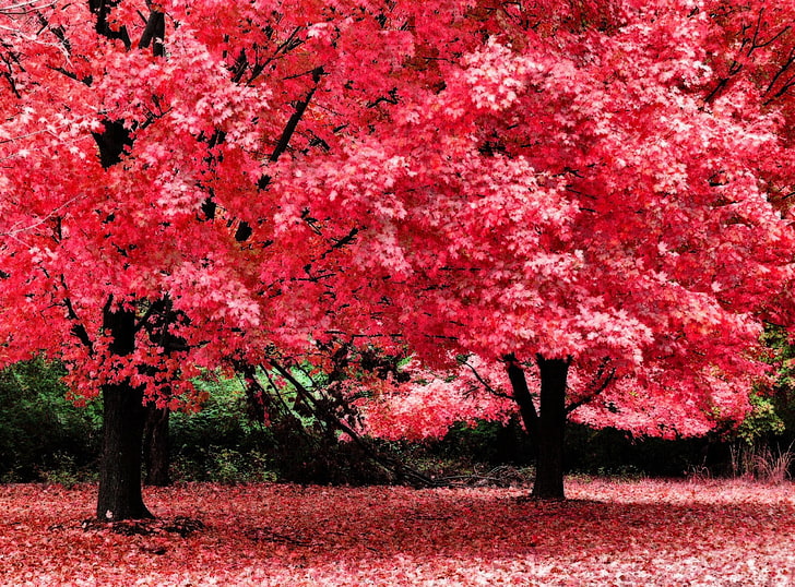 red-trees-nature-iPhone-Wallpaper | Beautiful landscapes, Autumn scenery,  Landscape wallpaper