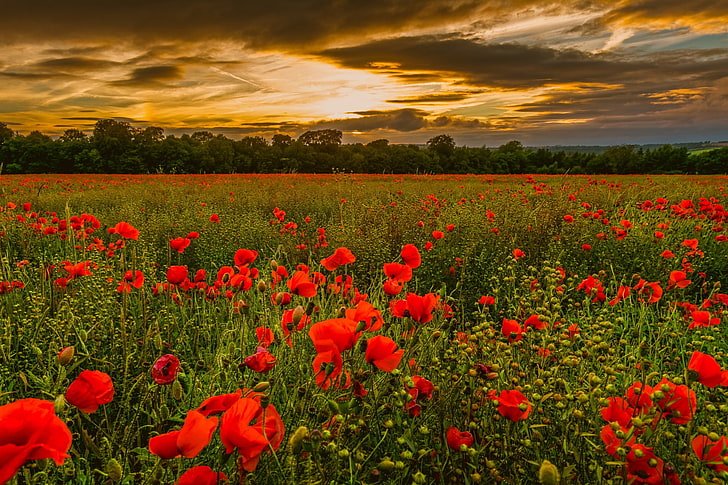 Flowers, Poppy, Earth, Field, Red, Summer, Sunset, HD wallpaper