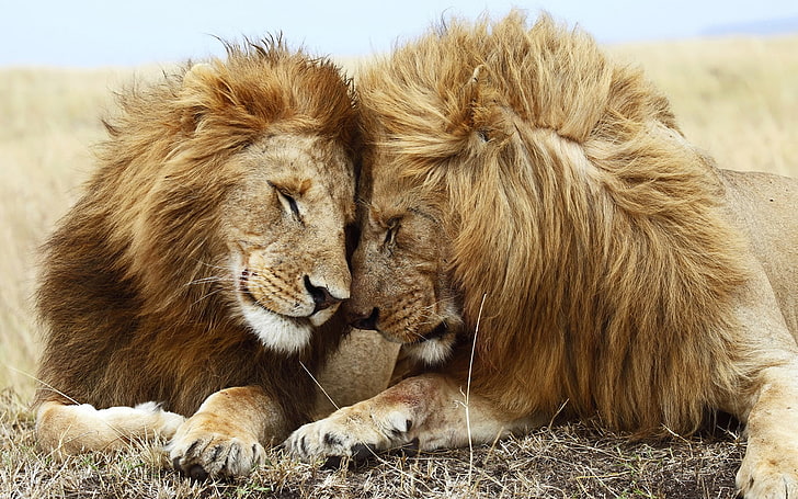 animals, lion, big cats, nature, mammal, animal wildlife, lion - feline, HD wallpaper