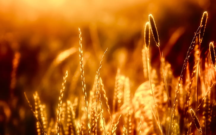 Close-up of grass in the warm sun, HD wallpaper