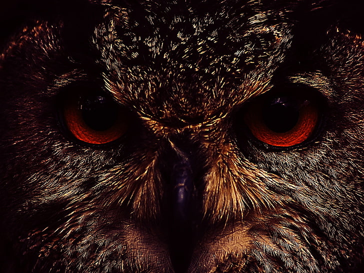HD wallpaper: red and black owl eyes, face, 158, animal, animal themes, one  animal | Wallpaper Flare