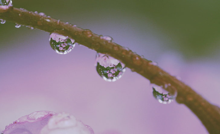rain, nature, water, plant, drop, wet, freshness, close-up, HD wallpaper