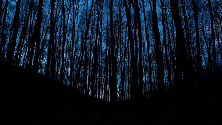 photography, forest, silhouette, Vladimir Agafonkin, night