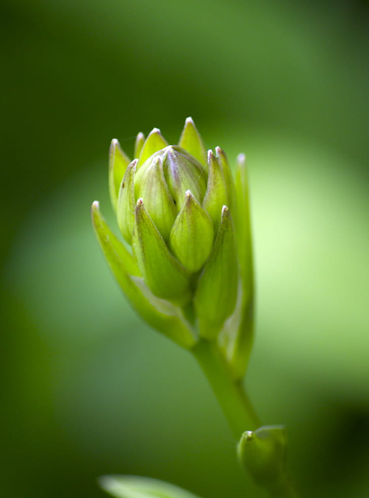 close-up photo of green flower, flowering, flowering, flower  flower