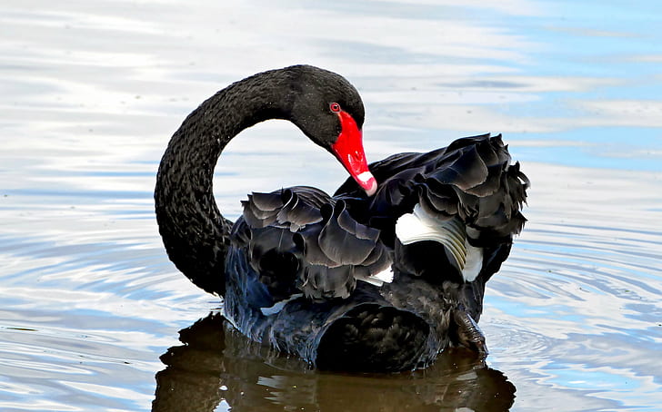 black swan on water, Cygnus atratus, nature, black birds, Lumix