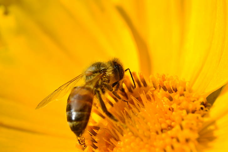 Honey Bee on yellow flower closeup photo, macro, bee  Honey, amarillo