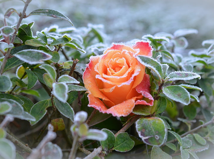Frozen Rose, Seasons, Winter, Nature, Spring, Flowers, Cold, Outdoors, HD wallpaper